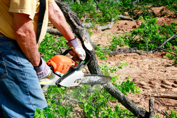 Best Tree Removal for Businesses  in Florissant, MO